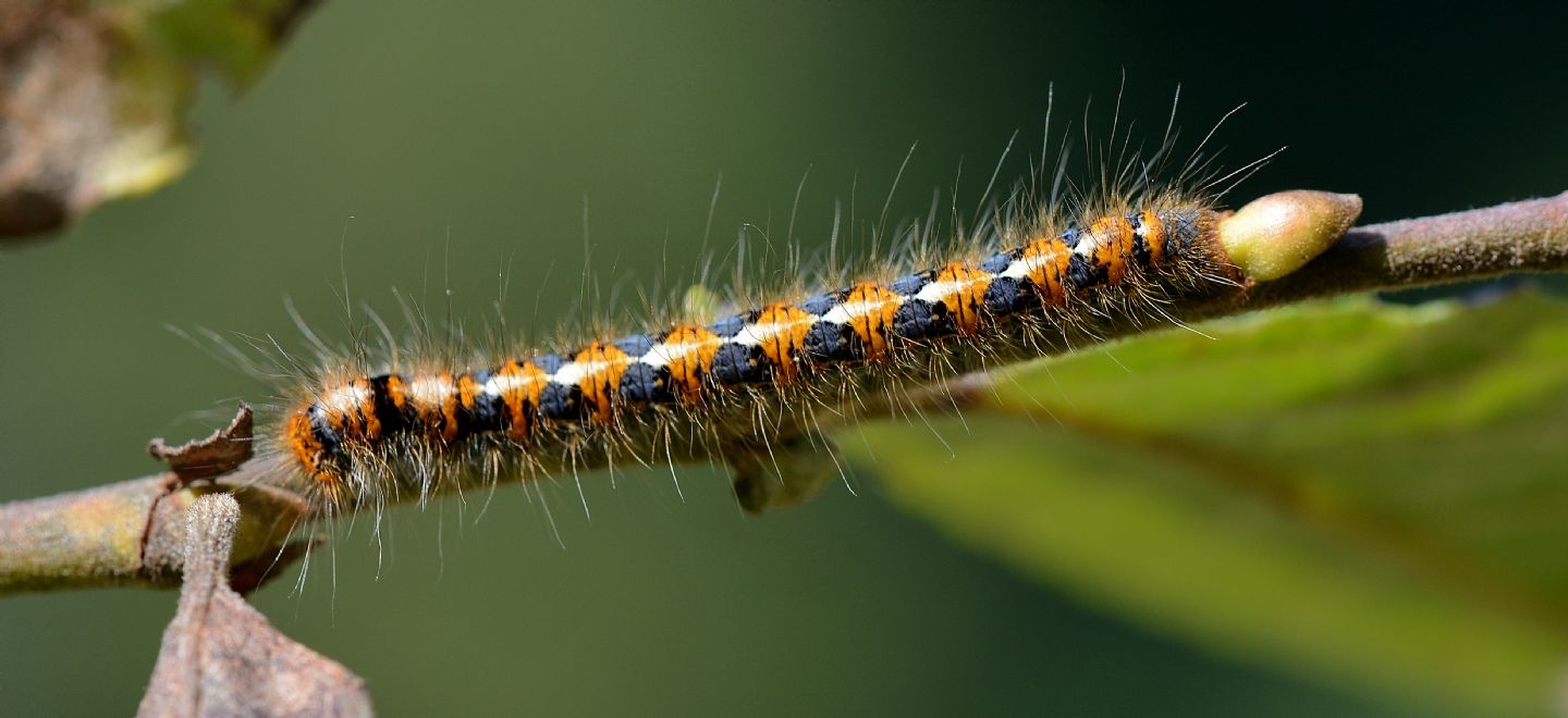 larva colorata: Lasiocampa (Lasiocampa) quercus - Lasiocampidae