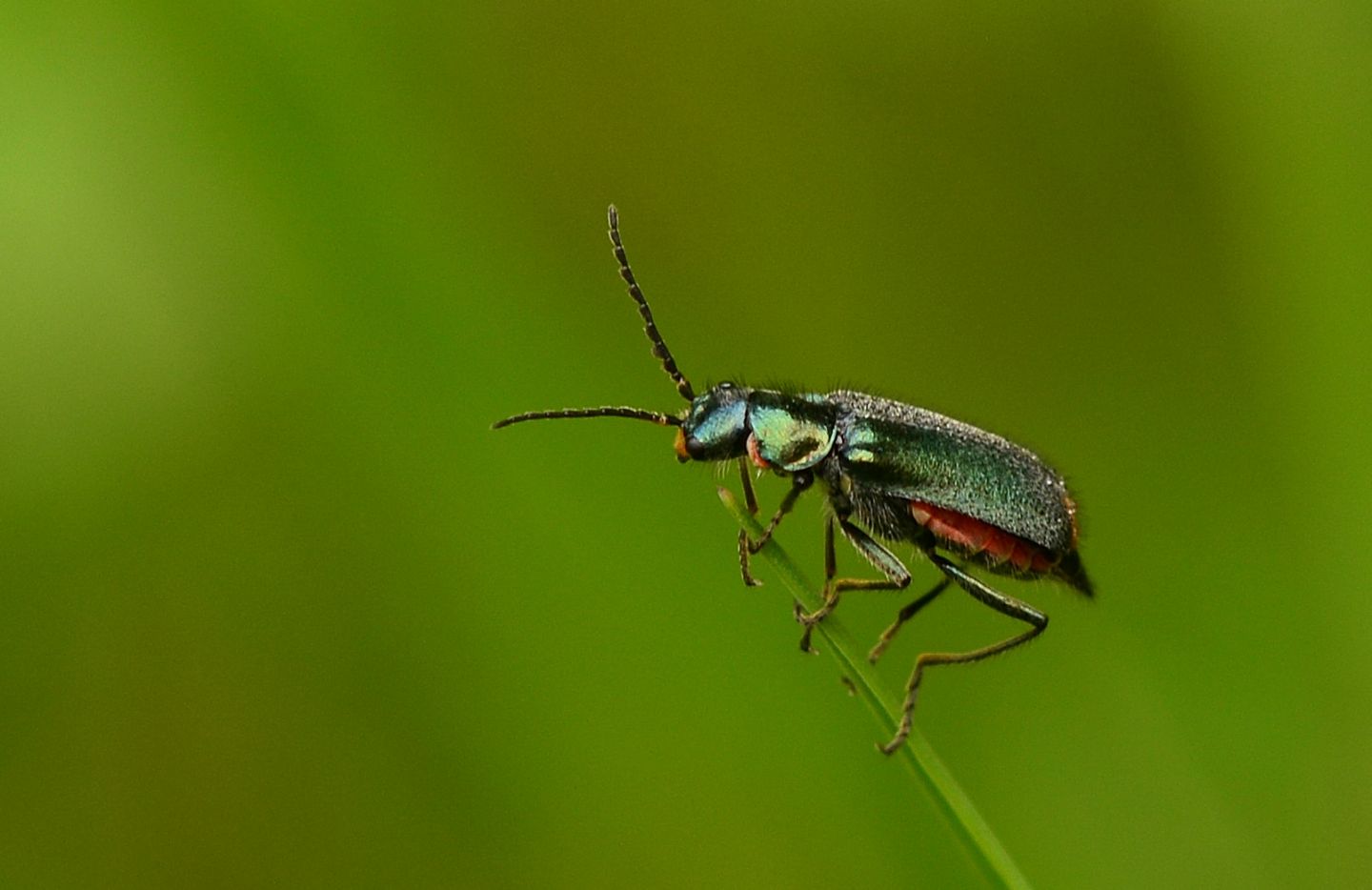 Malachiidae: Malachius australis