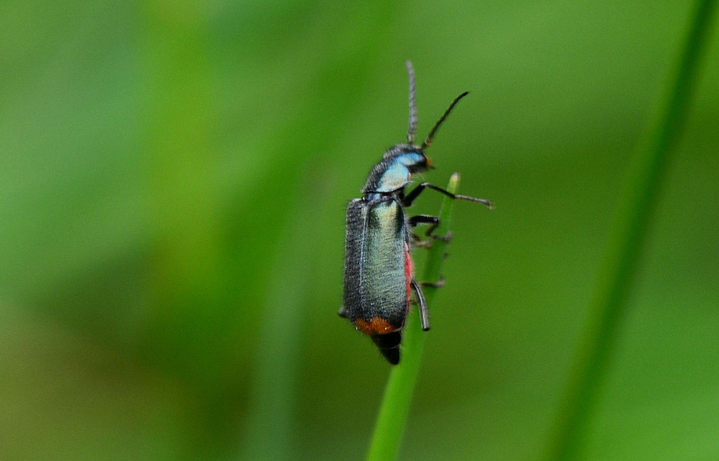 Malachiidae: Malachius australis