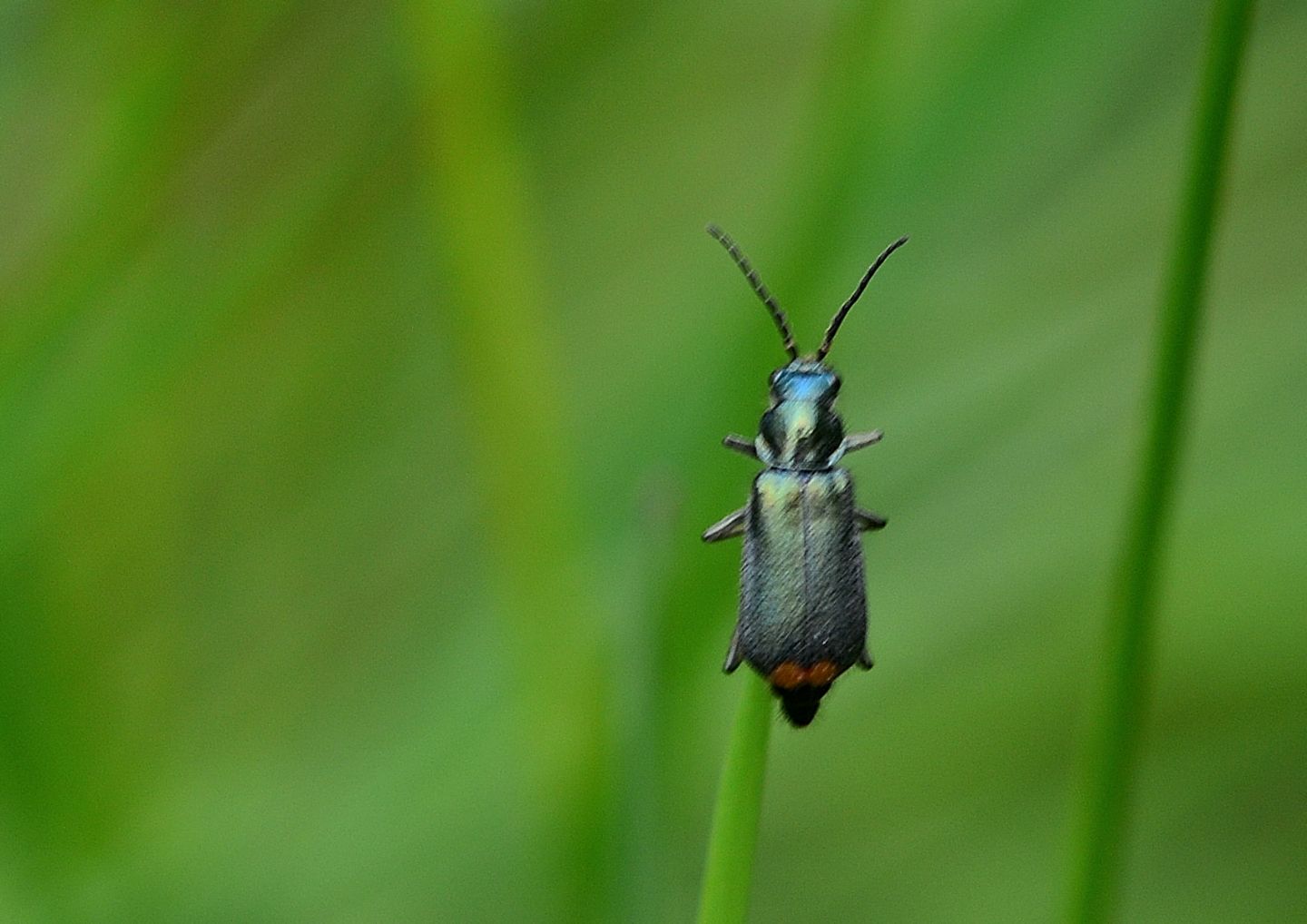 Malachiidae: Malachius australis