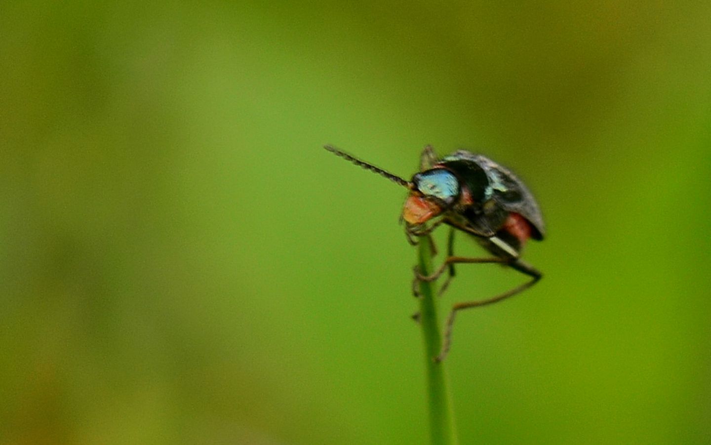 Malachiidae: Malachius australis