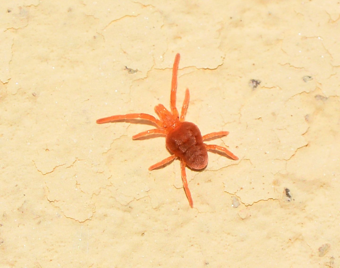 Trombidiidae da id