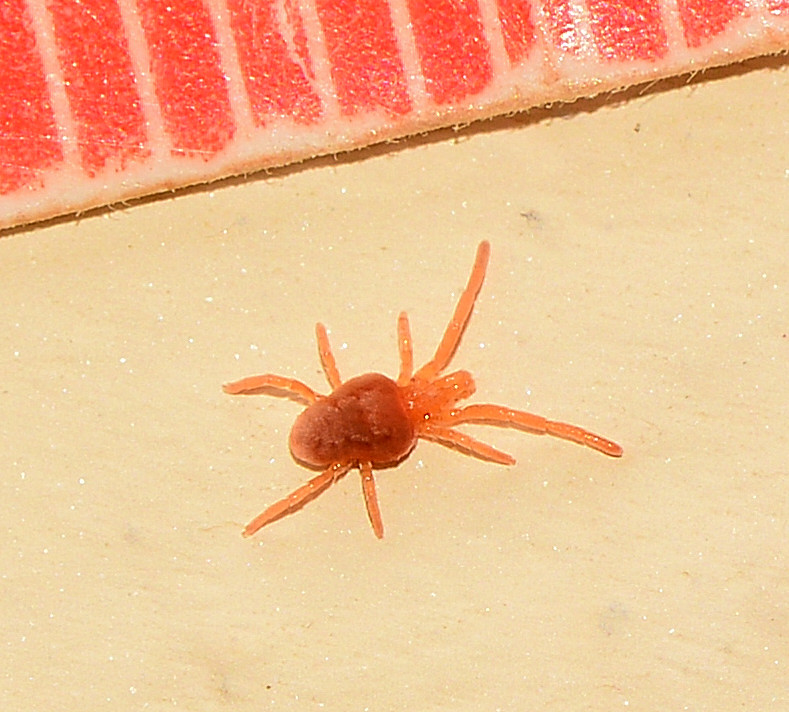 Trombidiidae da id