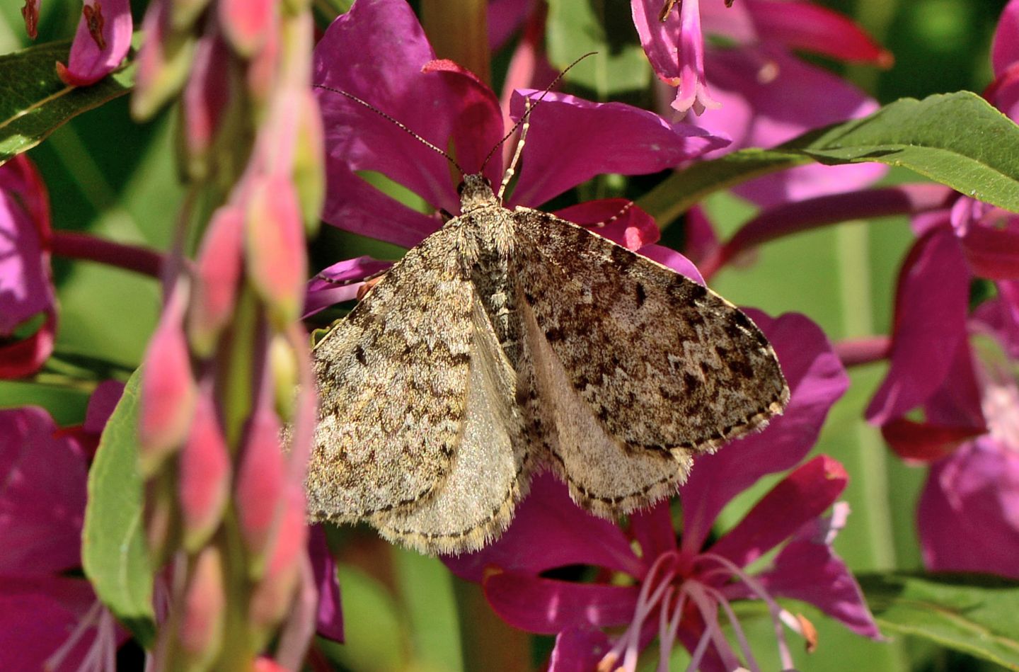 Geometridae incerto: Entephria caesiata