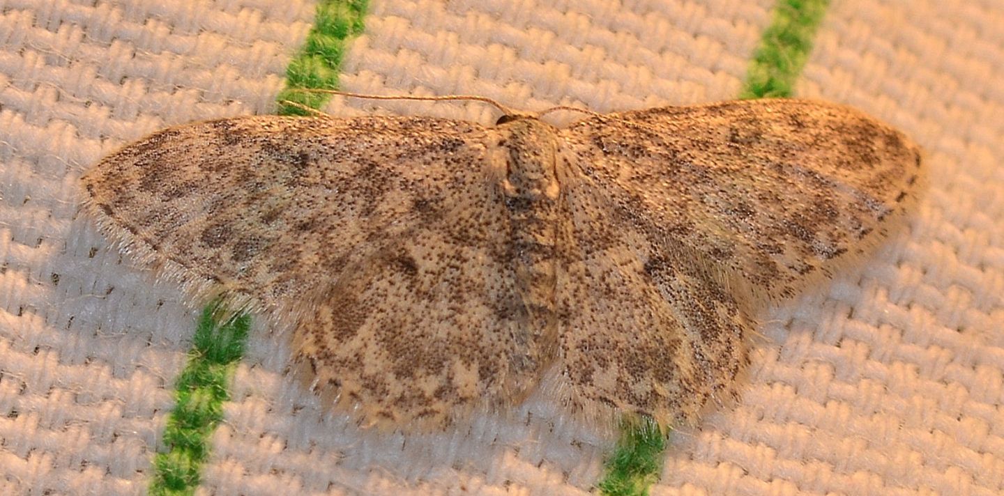 Qualche Idaea ? Idaea typicata - Geometridae