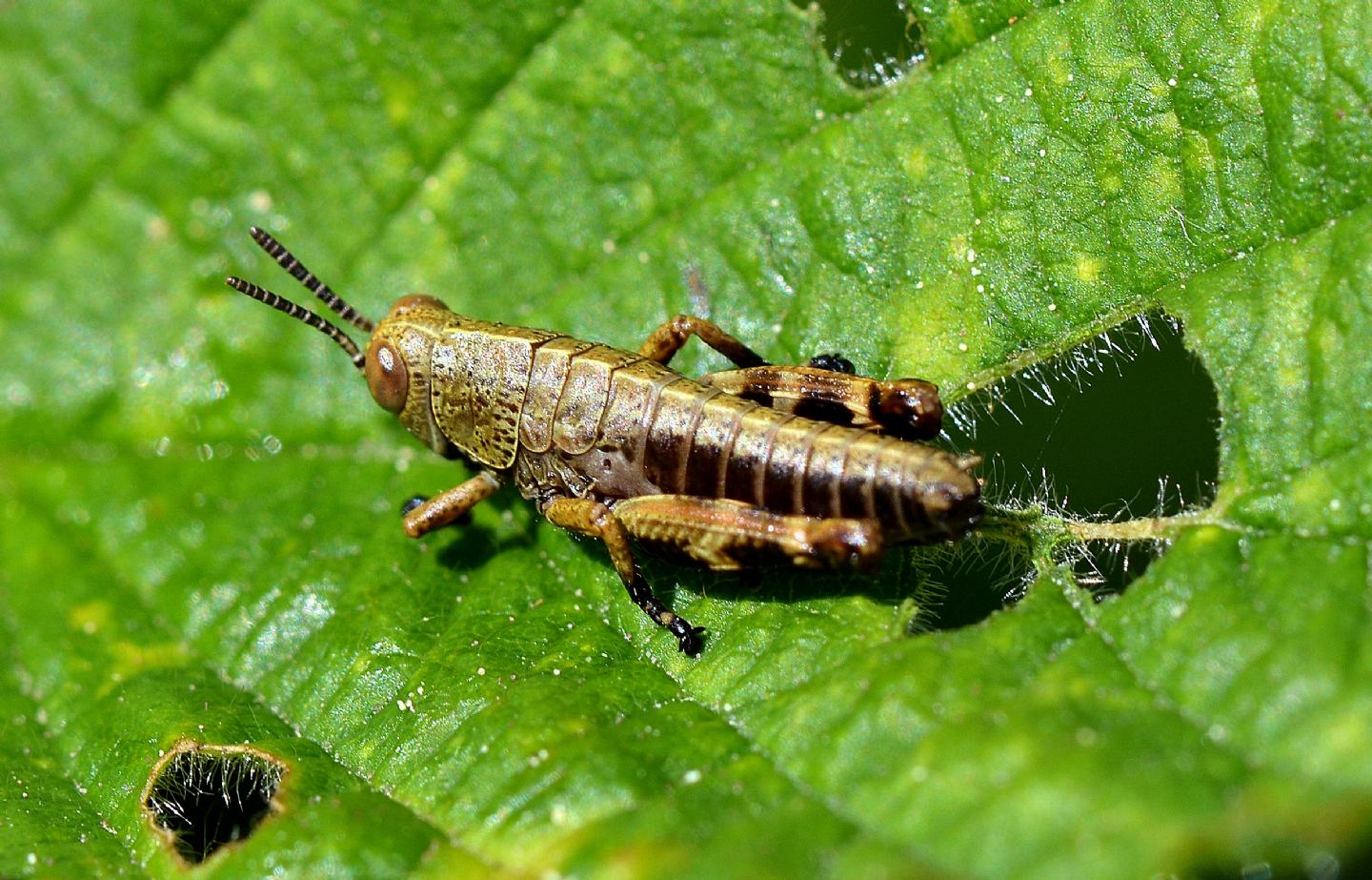 Acrididae: cfr. neanidi di Pezotettix giornae