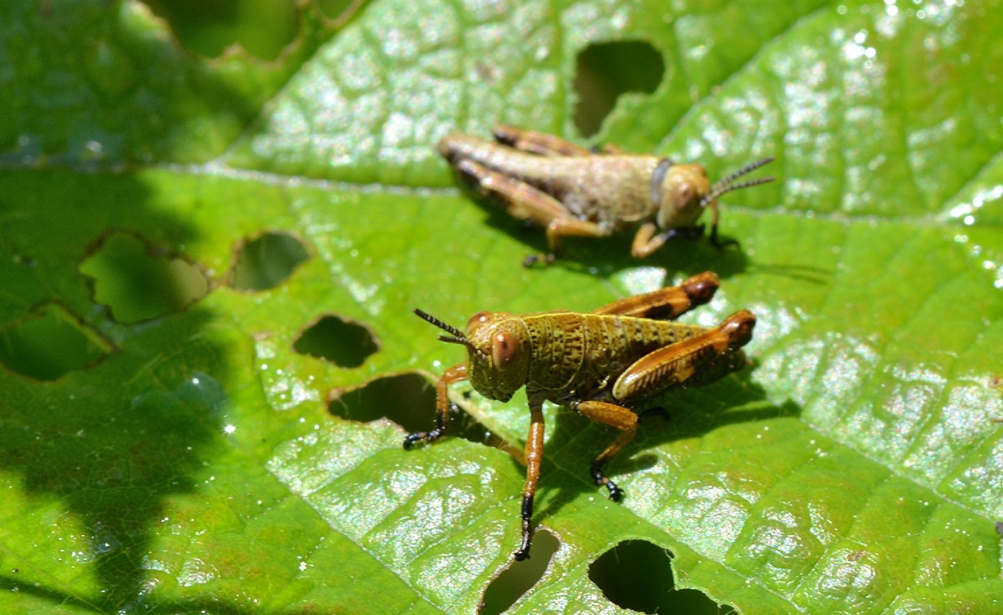 Acrididae: cfr. neanidi di Pezotettix giornae