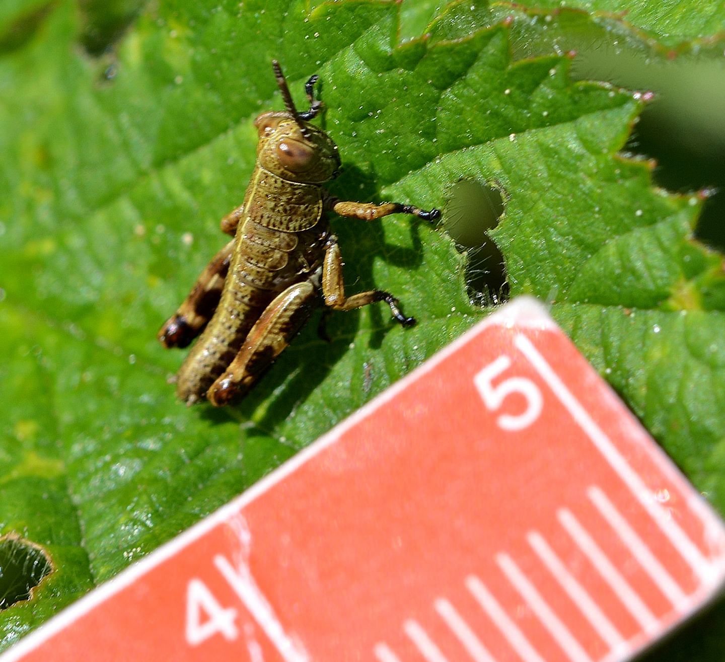 Acrididae: cfr. neanidi di Pezotettix giornae