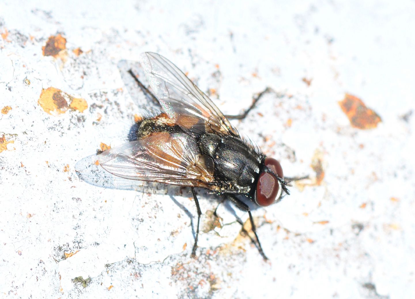 Muscidae: Musca cfr. autumnalis, maschio