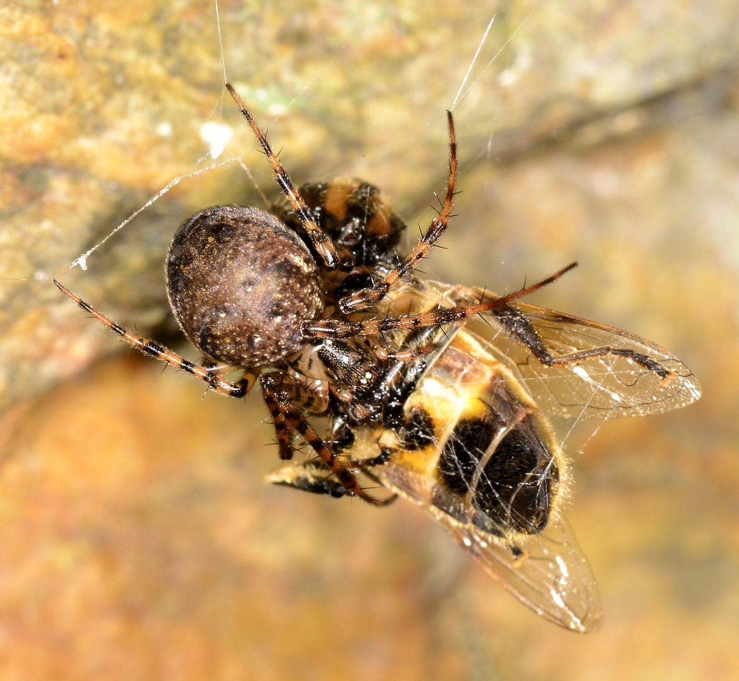 Metellina merianae con preda - Bannio Anzino (VCO)