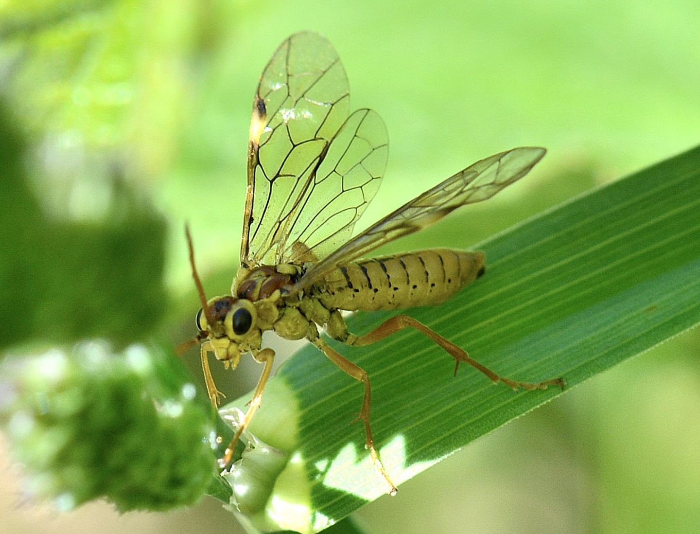 Tenthredinidae:  forse Rhogogaster ? No, Tenthredopsis sp.