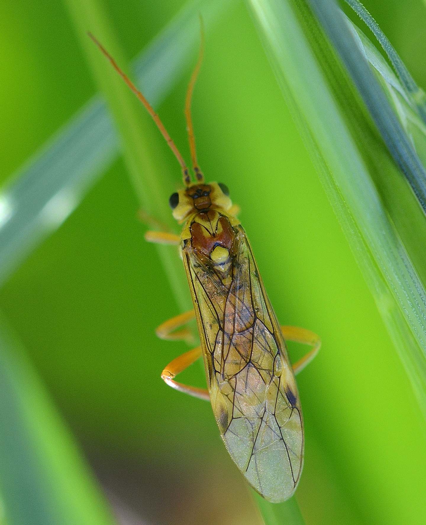 Tenthredinidae:  forse Rhogogaster ? No, Tenthredopsis sp.