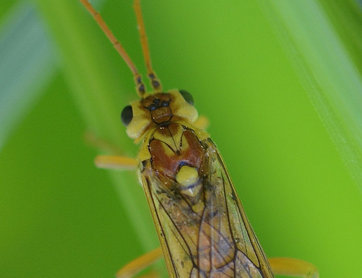 Tenthredinidae:  forse Rhogogaster ? No, Tenthredopsis sp.