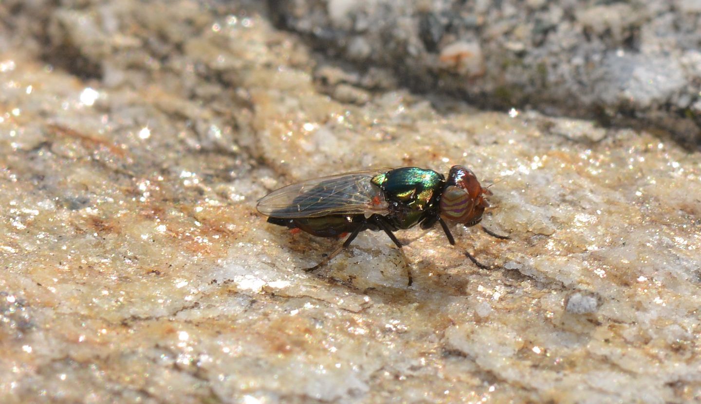 mosca strana: Physiphora alceae (Ulidiidae)