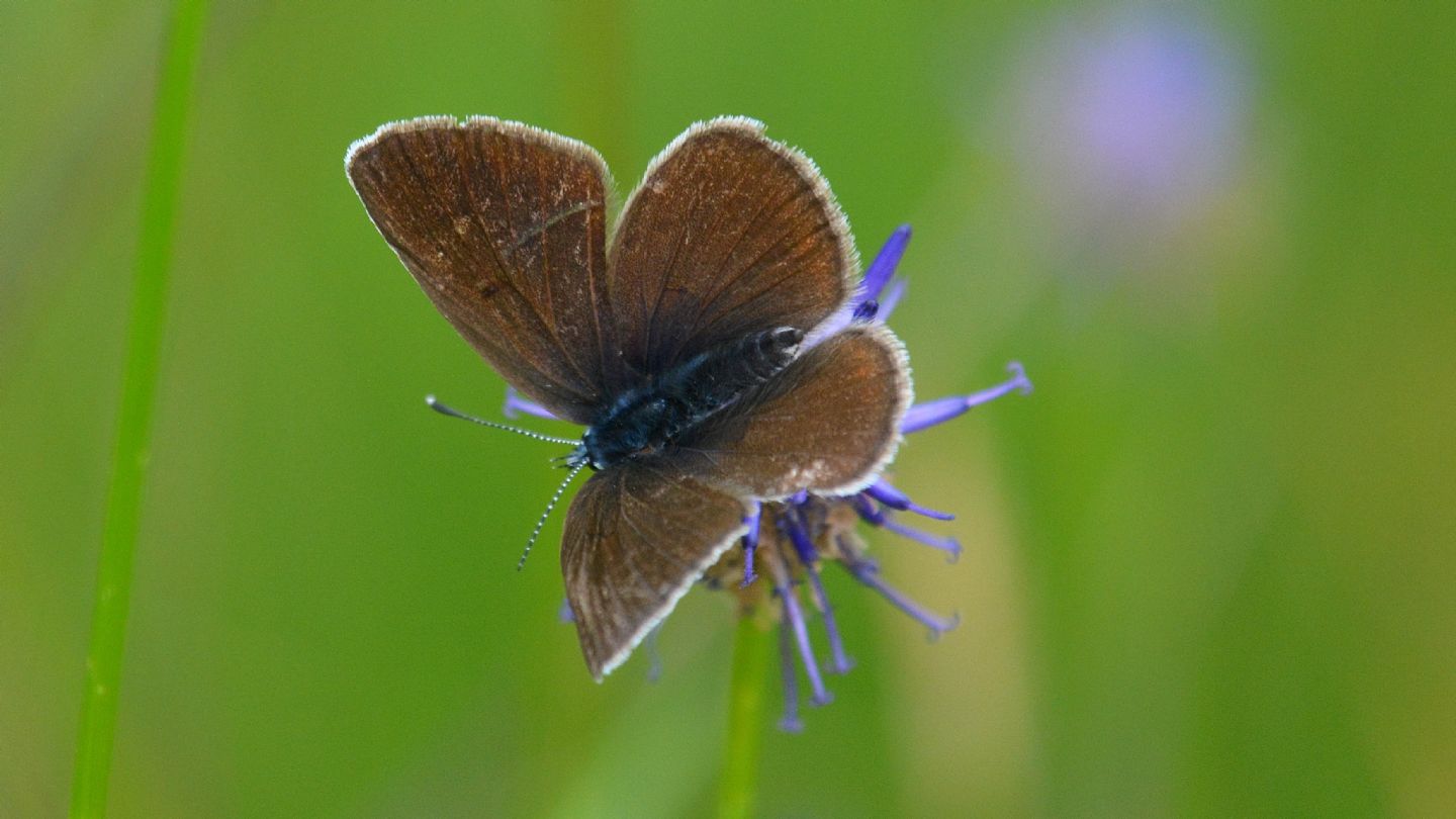 Lycaenidae ?  S, Cyaniris semiargus