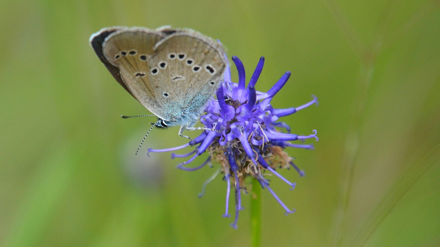 Lycaenidae ?  S, Cyaniris semiargus