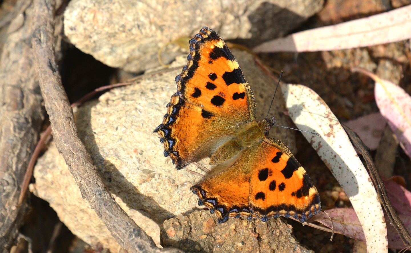 Dubbio: Nymphalis polychloros - Nymphalidae