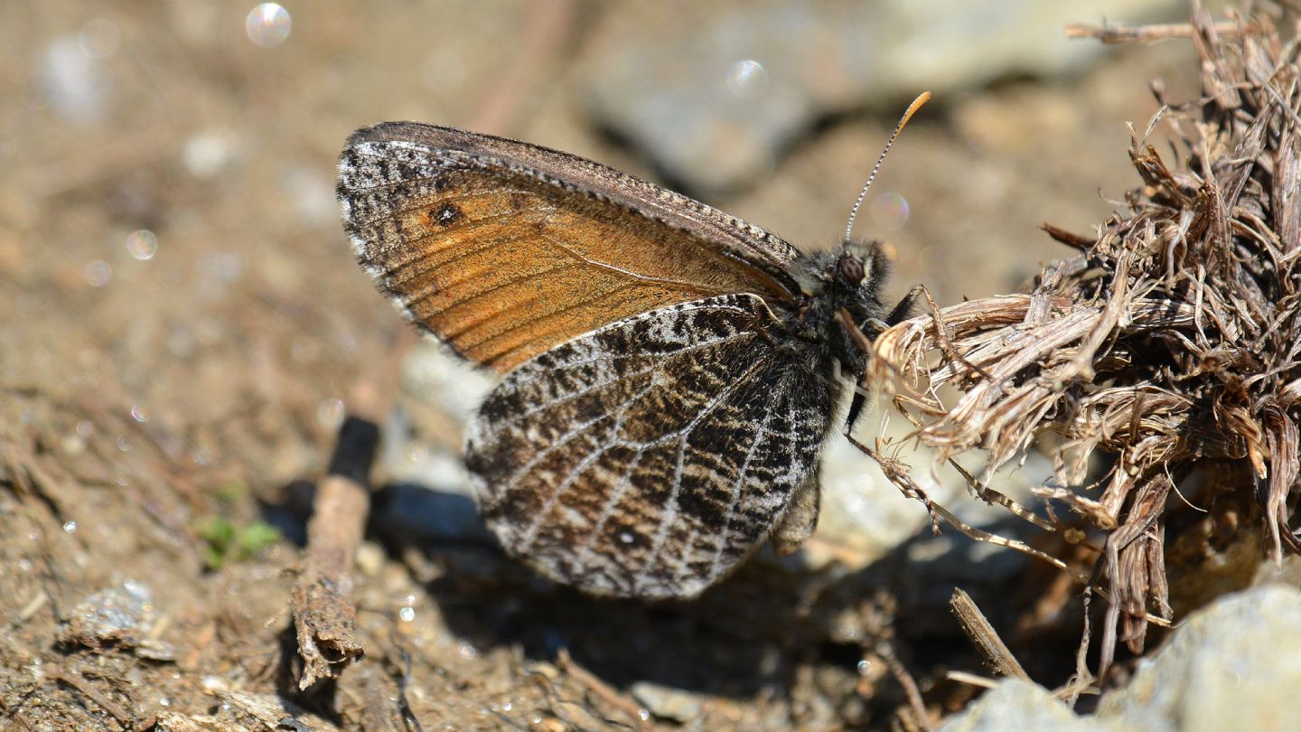 farfalla d''alta quota:  Oeneis glacialis (Nymphalidae Satyrinae)