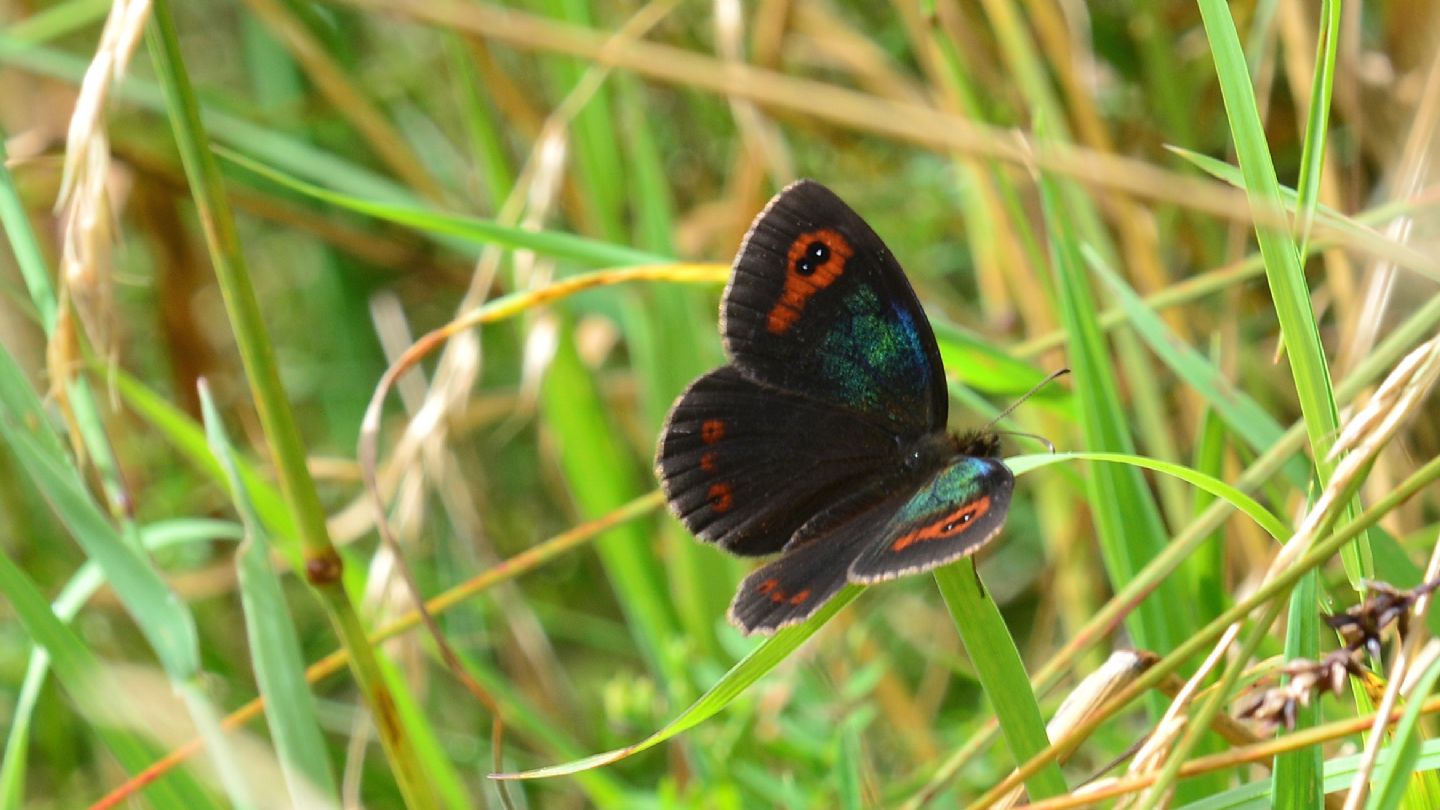 riflessi verdi in Erebia aethiops