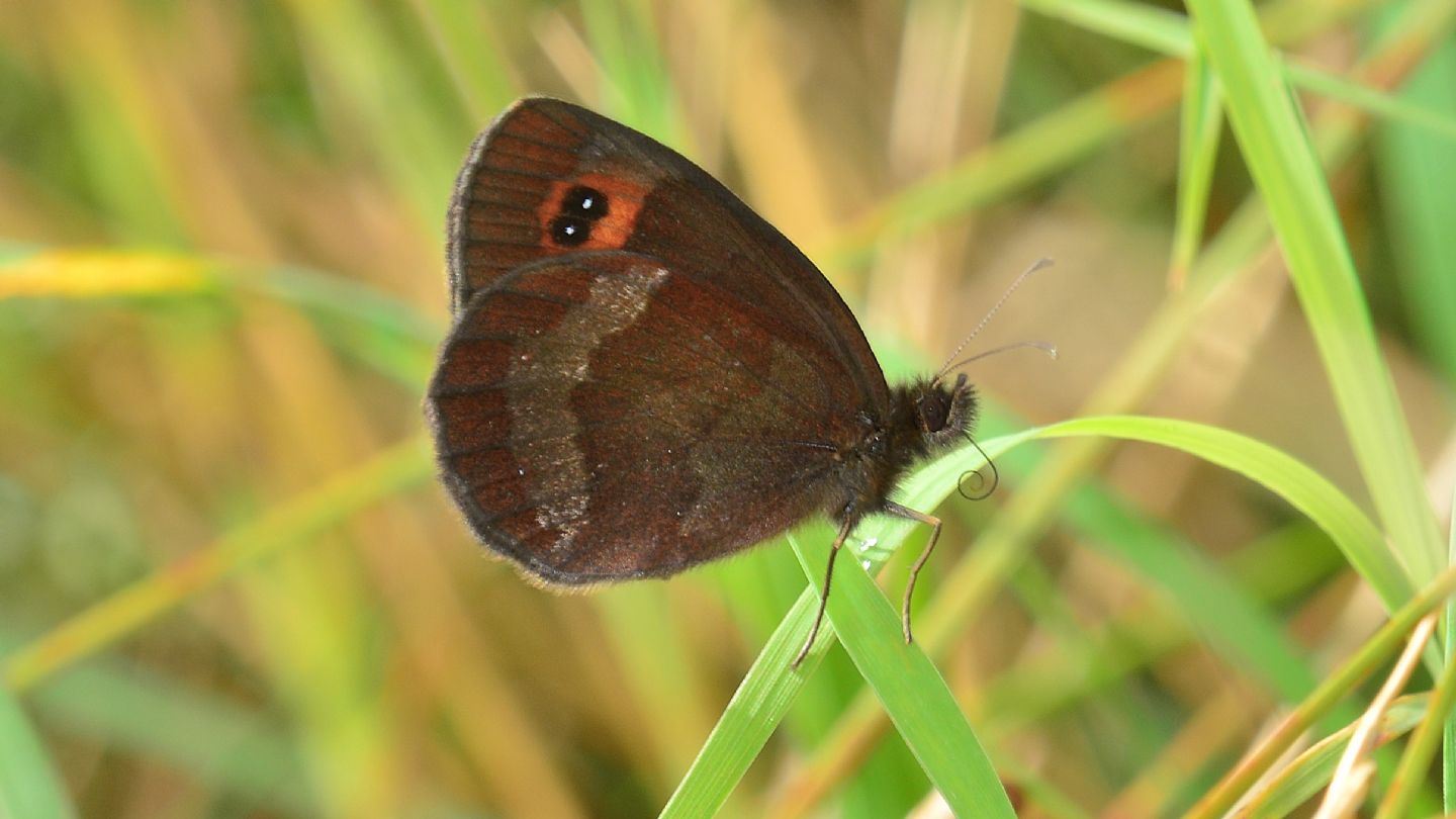 riflessi verdi in Erebia aethiops