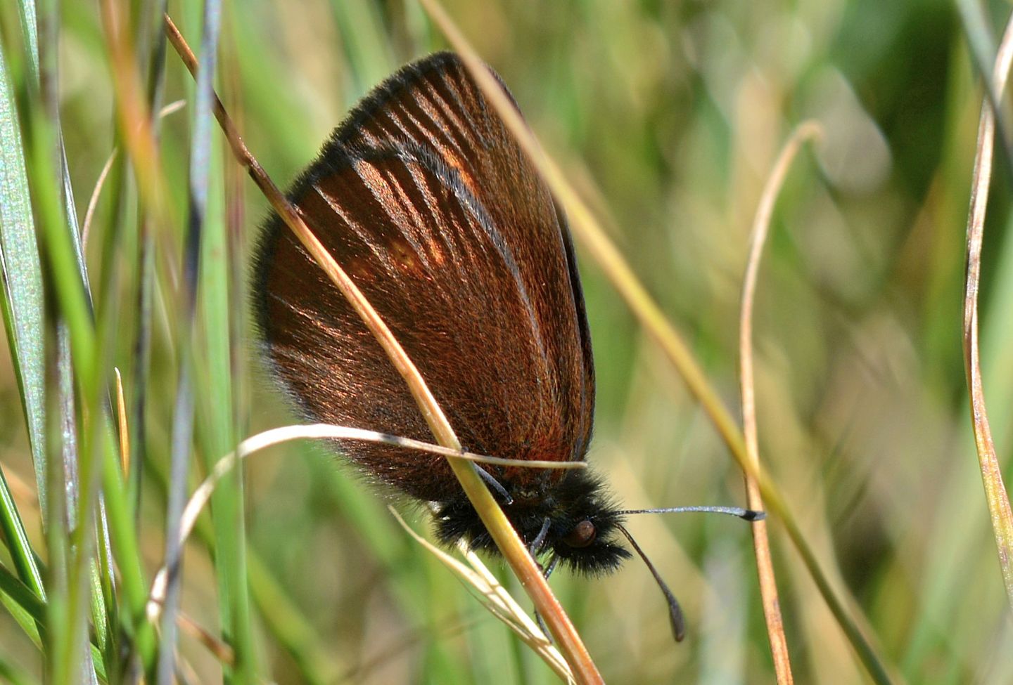 Erebia melampus (Nymphalidae Satyrinae)