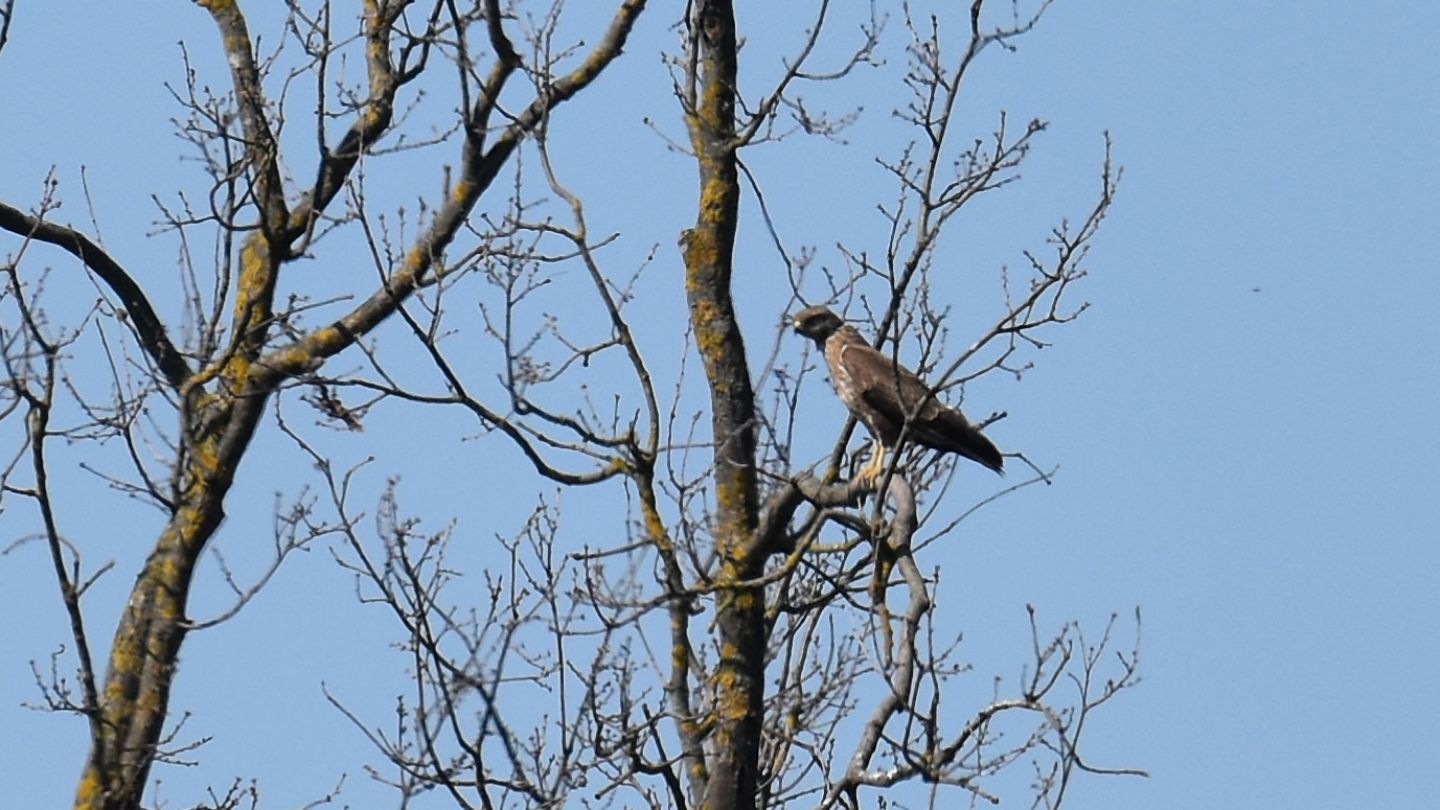 Che falco  ?  Poiana (Buteo buteo)