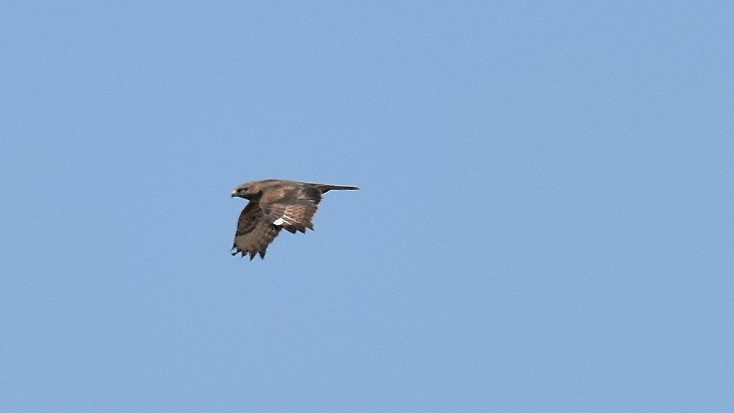 Che falco  ?  Poiana (Buteo buteo)