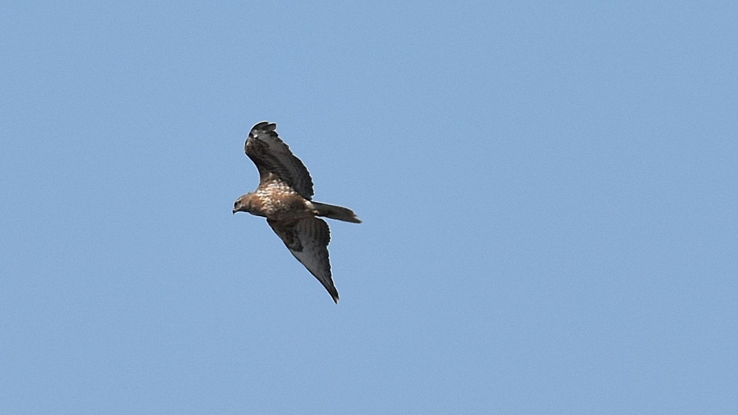 Che falco  ?  Poiana (Buteo buteo)