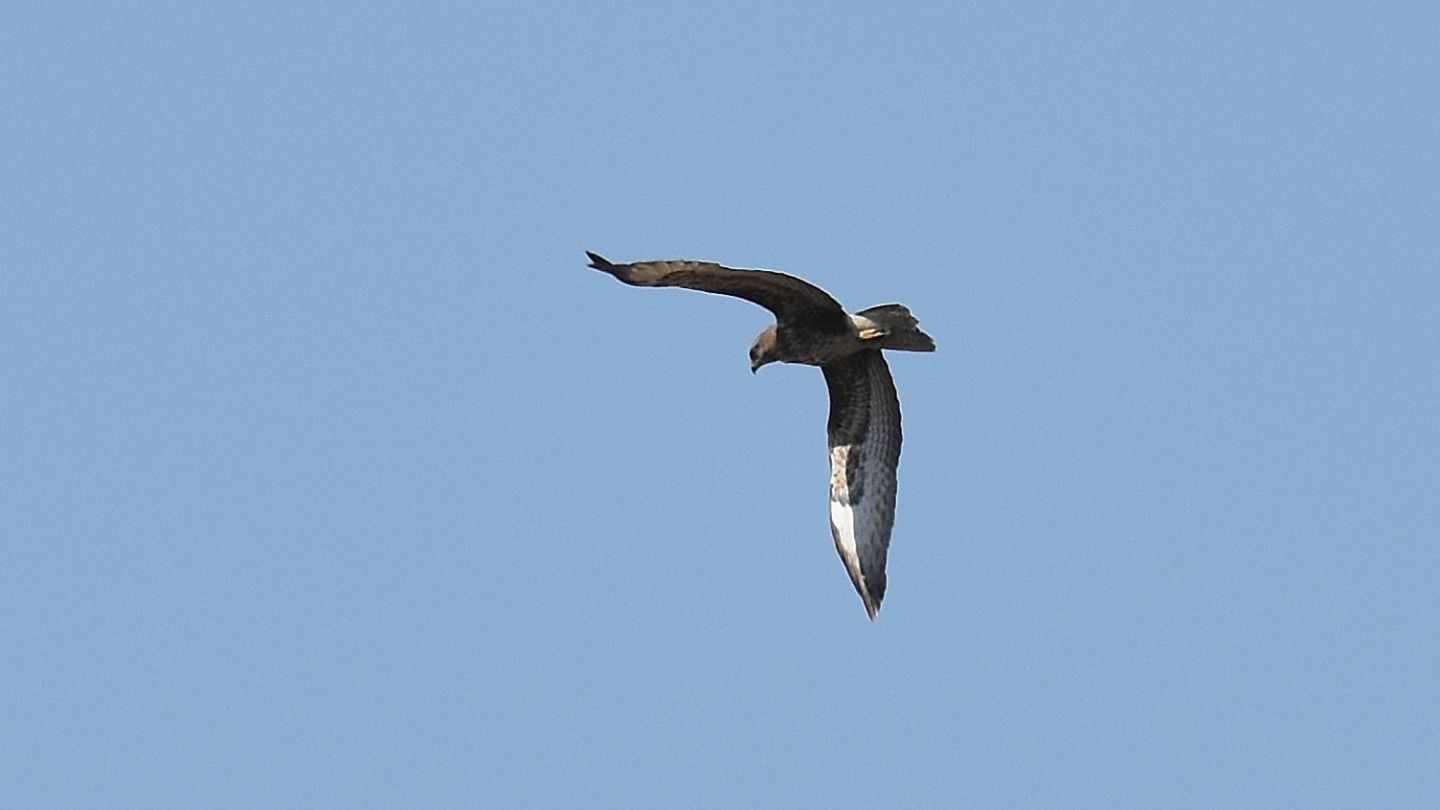 Che falco  ?  Poiana (Buteo buteo)