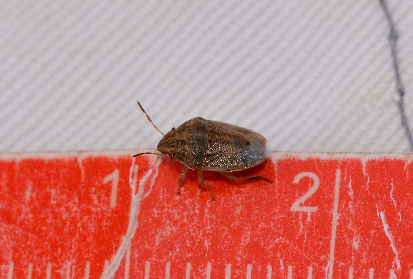 Pentatomidae: Neottiglossa bifida da  conferminare