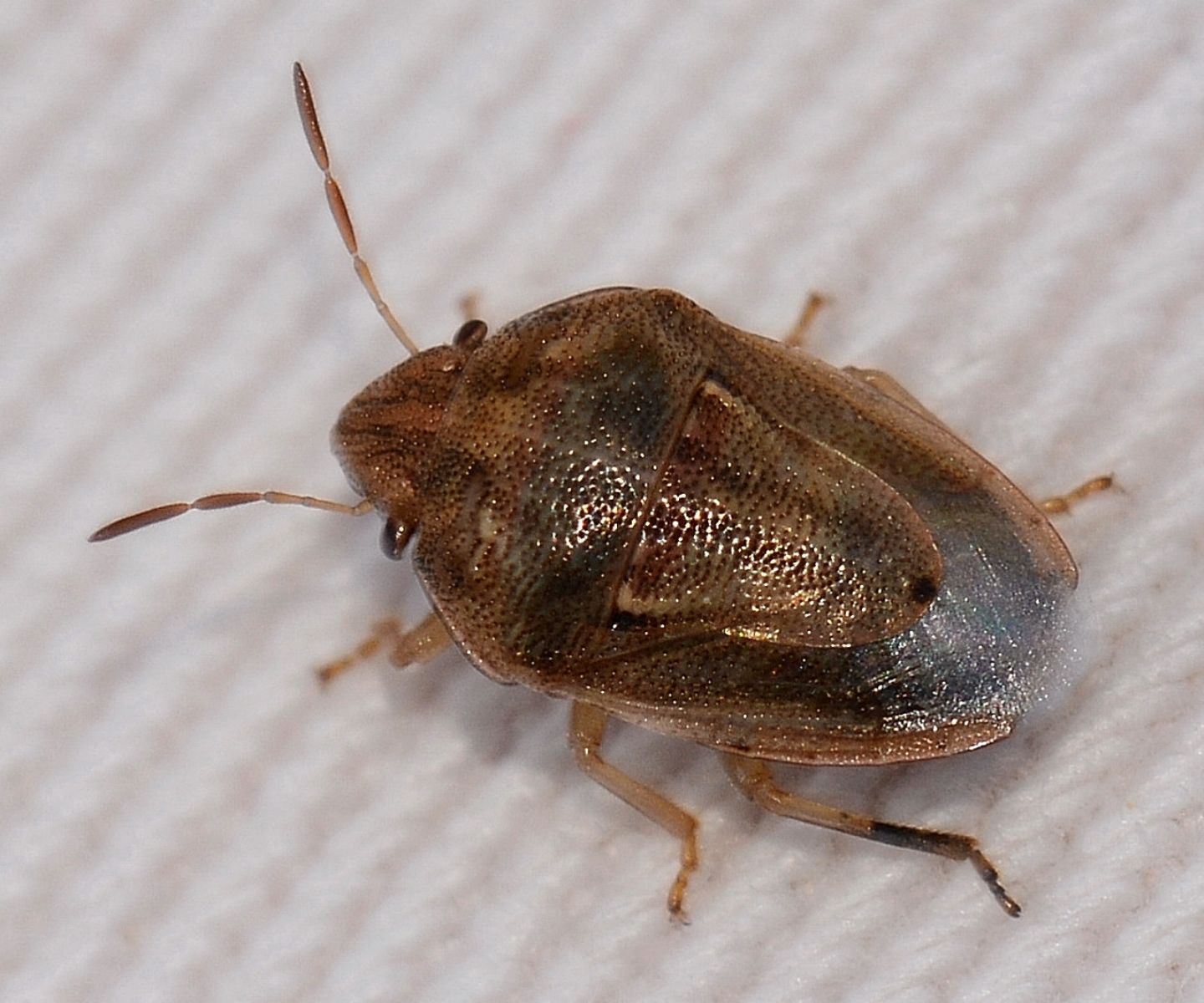 Pentatomidae: Neottiglossa bifida da  conferminare