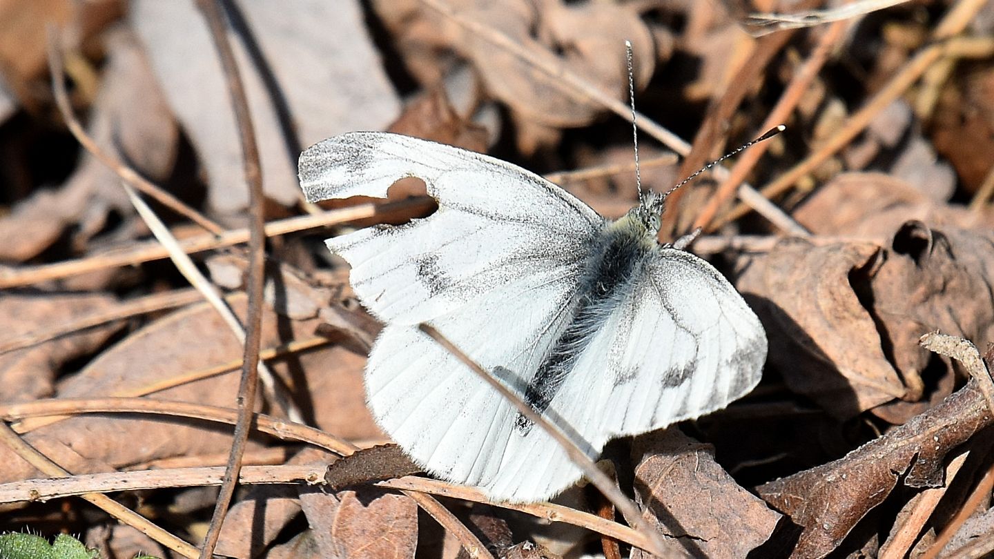 tra le prime...una Pieris napi