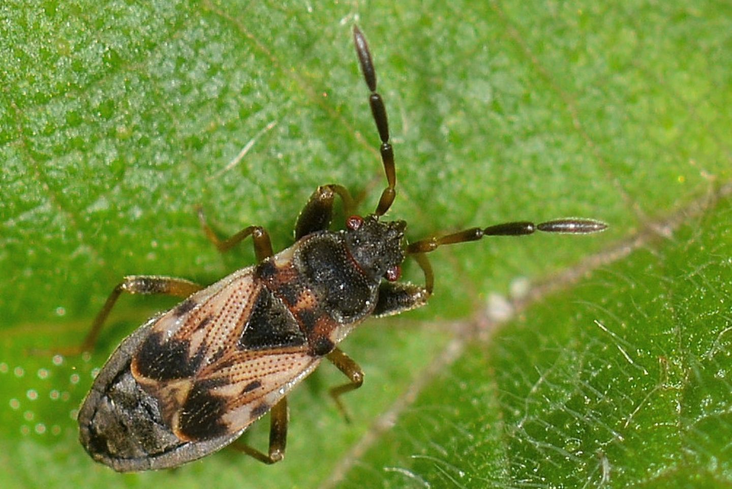 Lygaeidae:  Scolopostethus sp.  (S. thomsoni o S. pilosus)