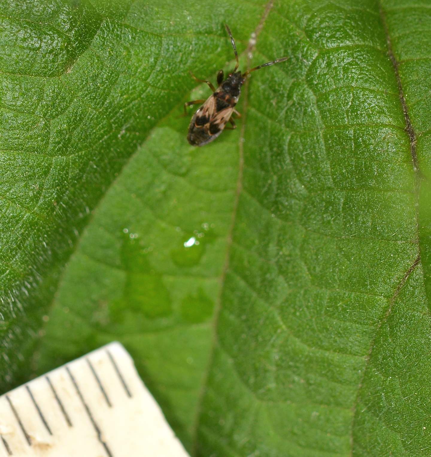 Lygaeidae:  Scolopostethus sp.  (S. thomsoni o S. pilosus)