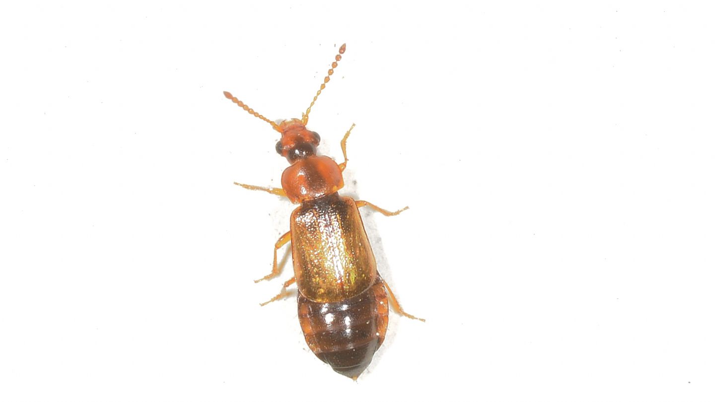 piccolo Staphylinidae Omaliinae: cfr. Anthobium sp.