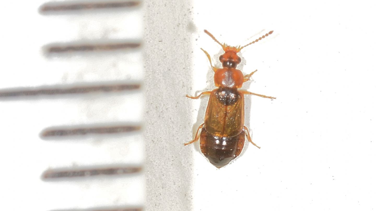 piccolo Staphylinidae Omaliinae: cfr. Anthobium sp.