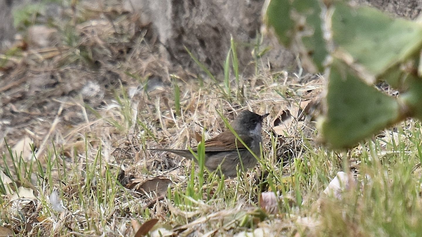 Sylviidae:   Sterpazzola (Sylvia communis)