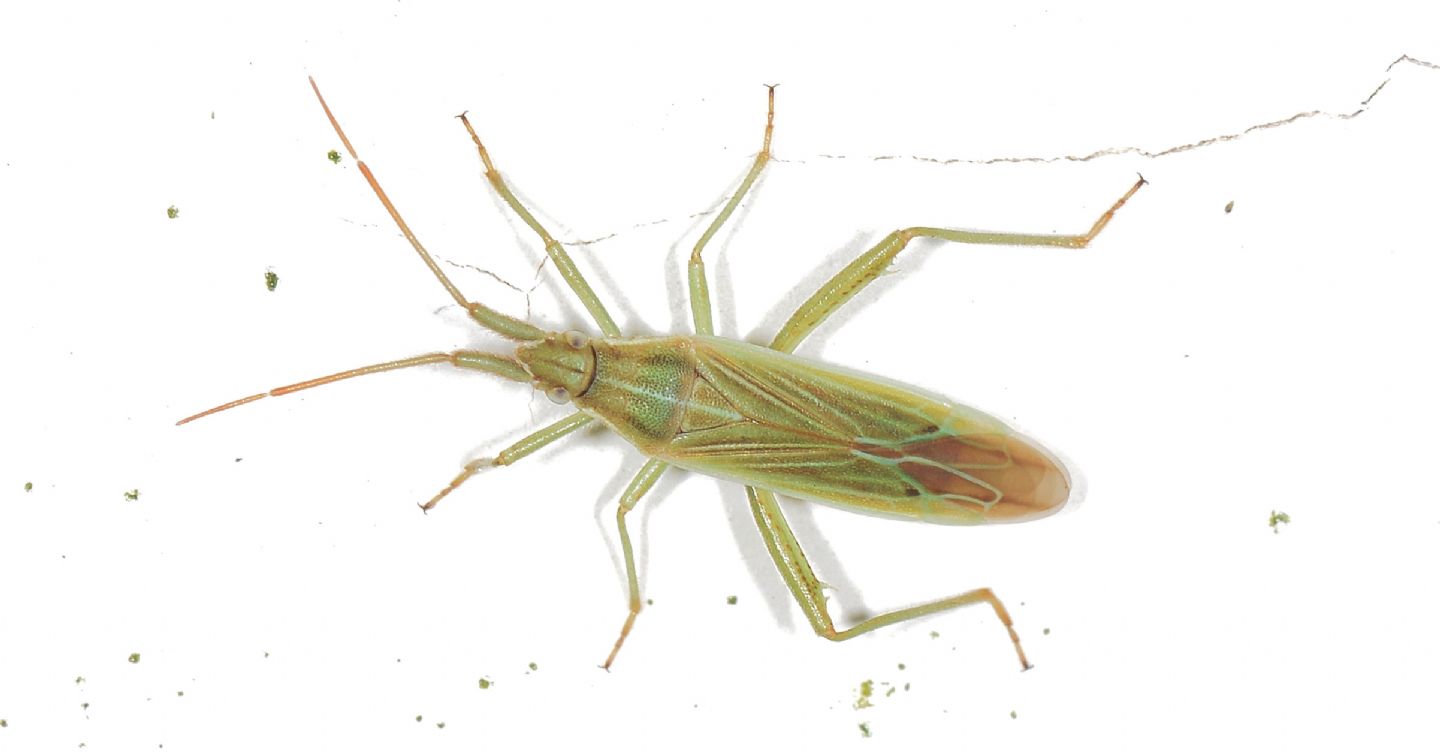 Miridae: Stenodema calcarata