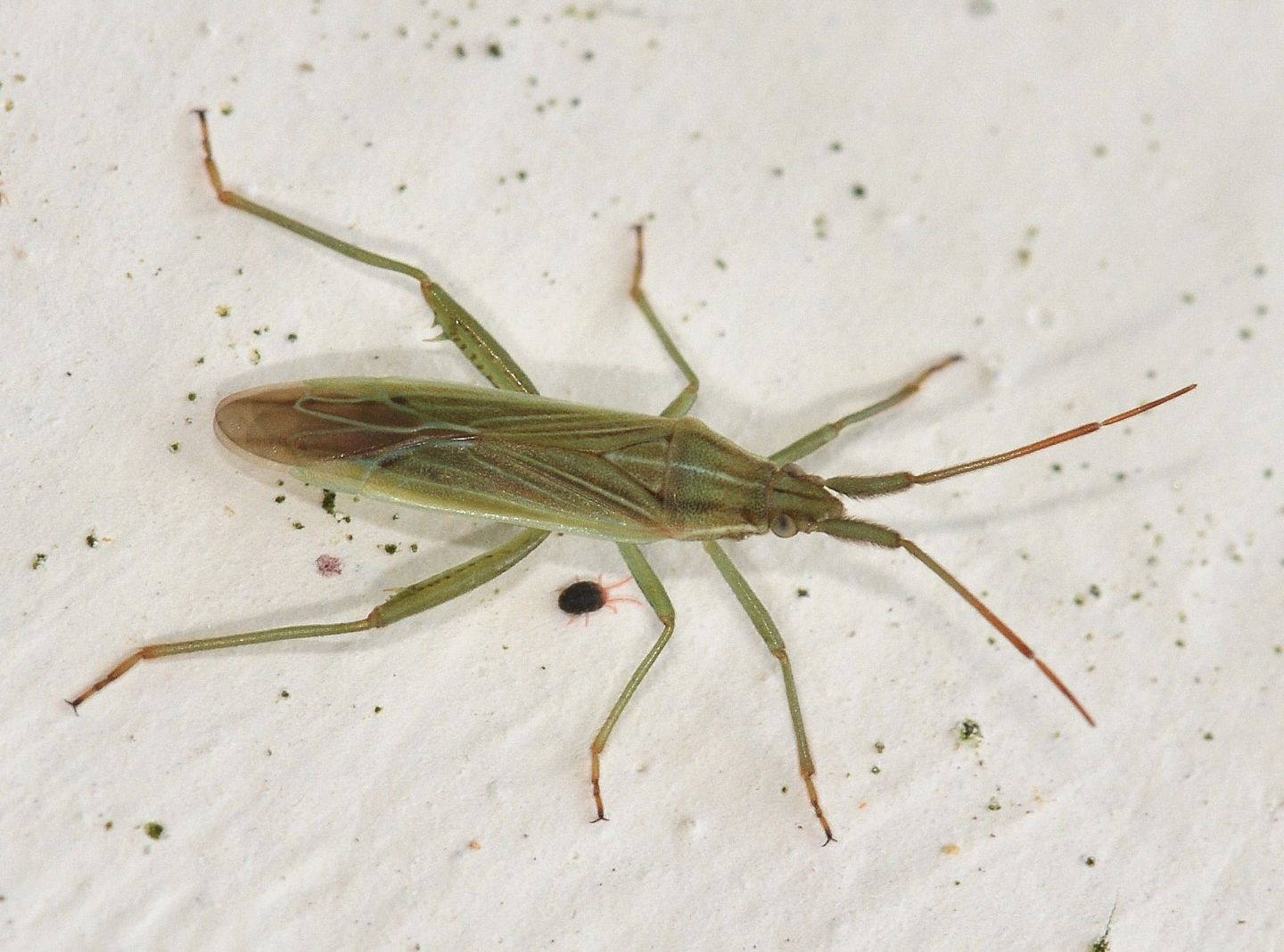 Miridae: Stenodema calcarata