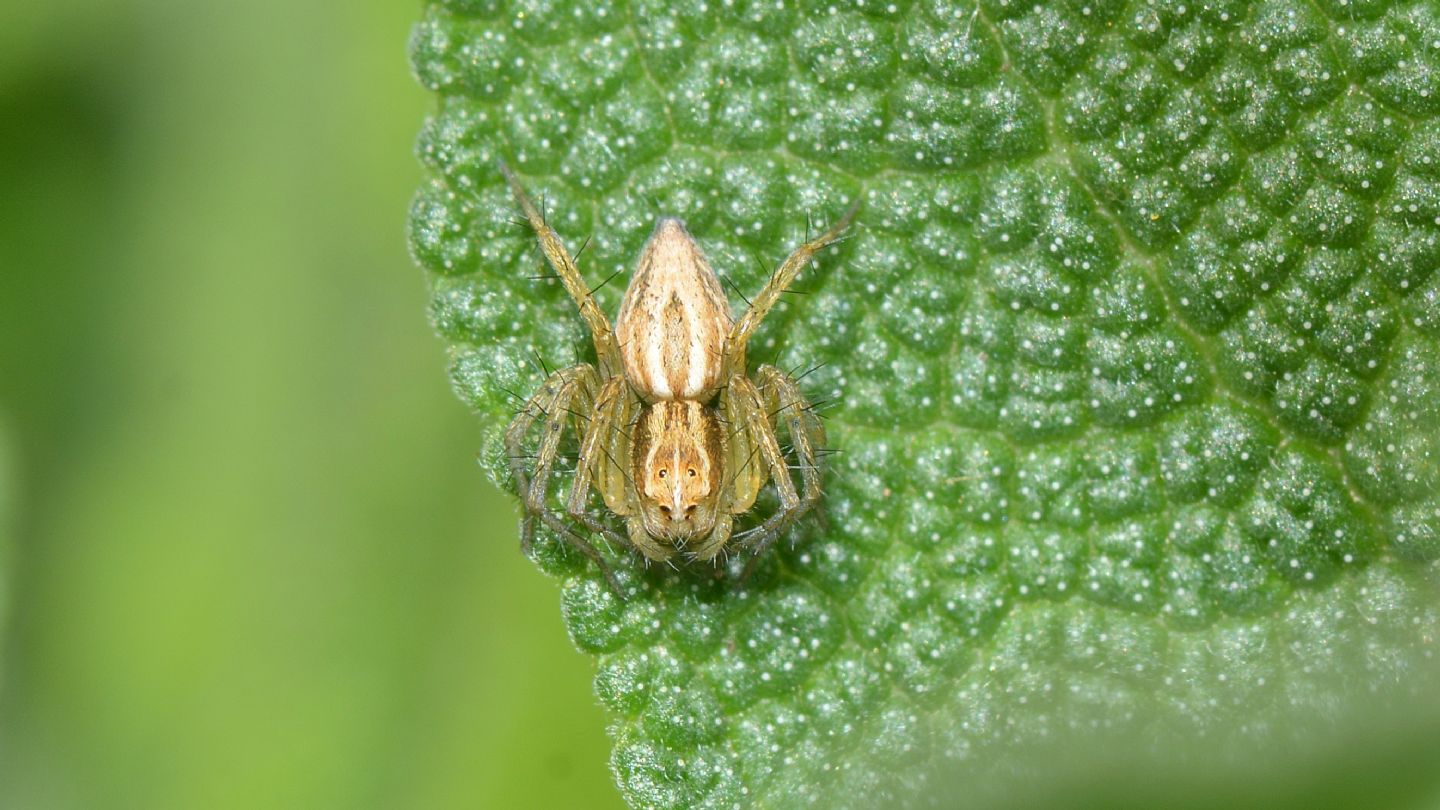 Oxyopes lineatus - Mediglia (MI)