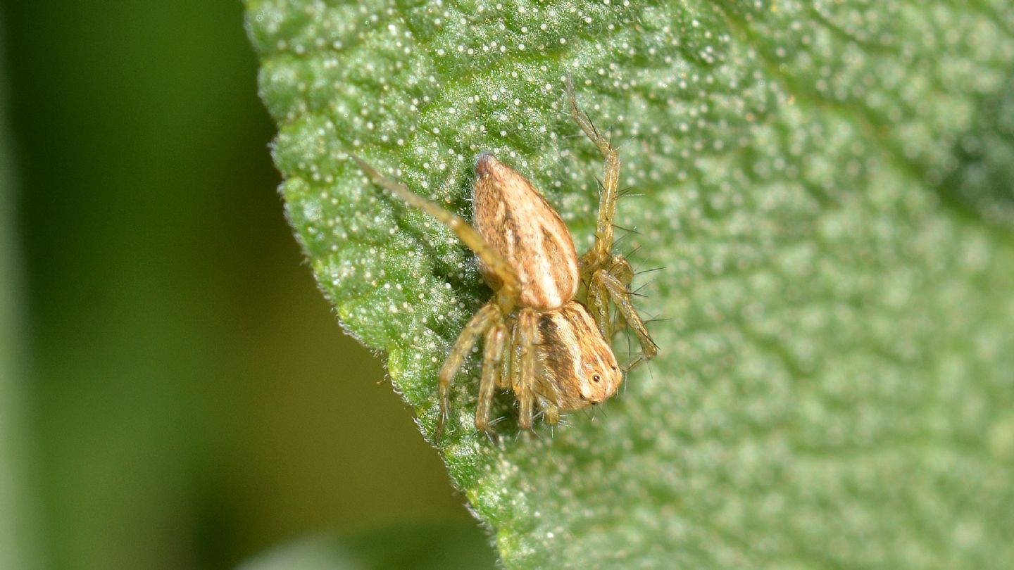 Oxyopes lineatus - Mediglia (MI)