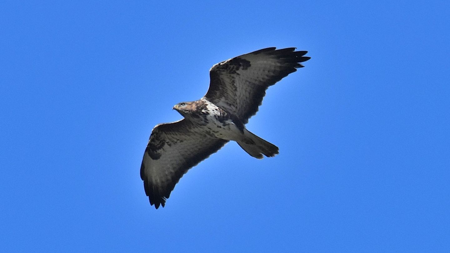 Poiana (Buteo buteo) ? S !