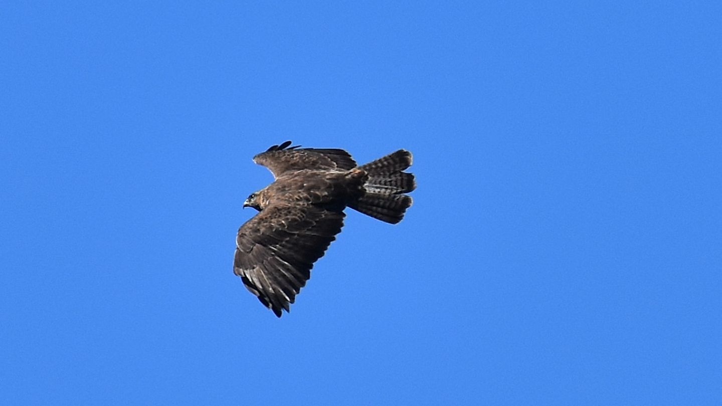 Poiana (Buteo buteo) ? S !