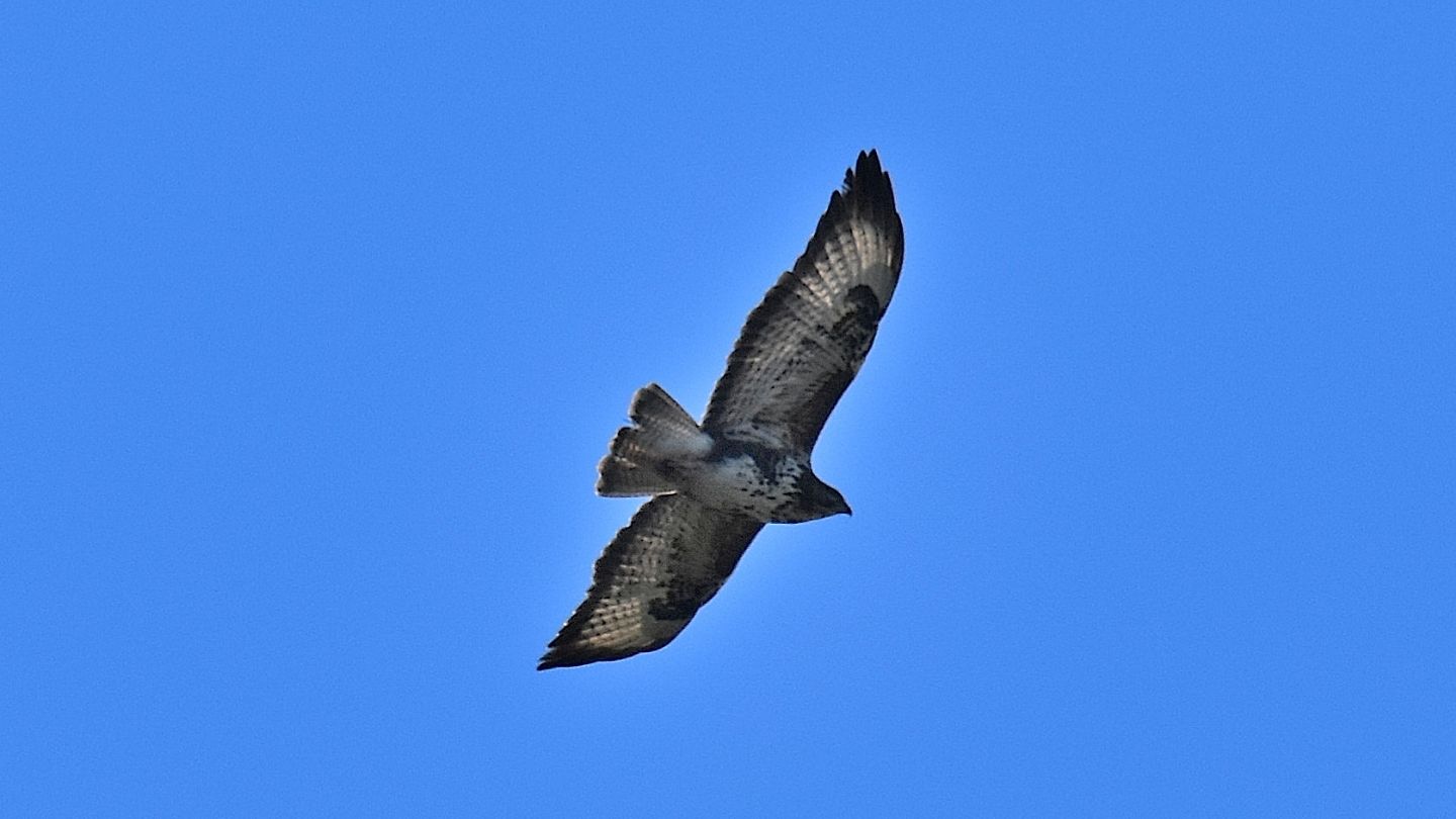 Poiana (Buteo buteo) ? S !