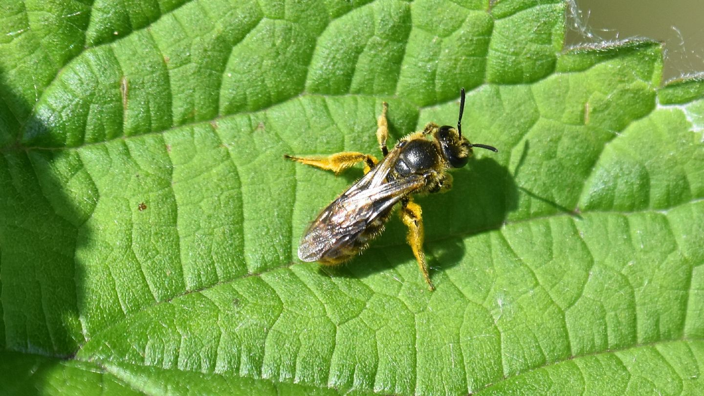 Apidae Halictinae?  S, cfr. Halictus sp.