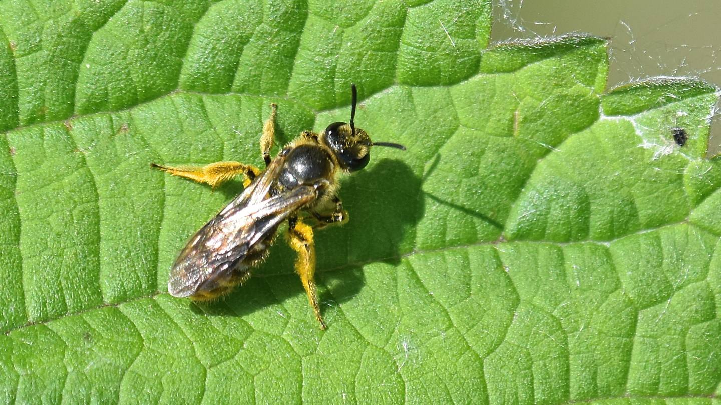 Apidae Halictinae?  S, cfr. Halictus sp.