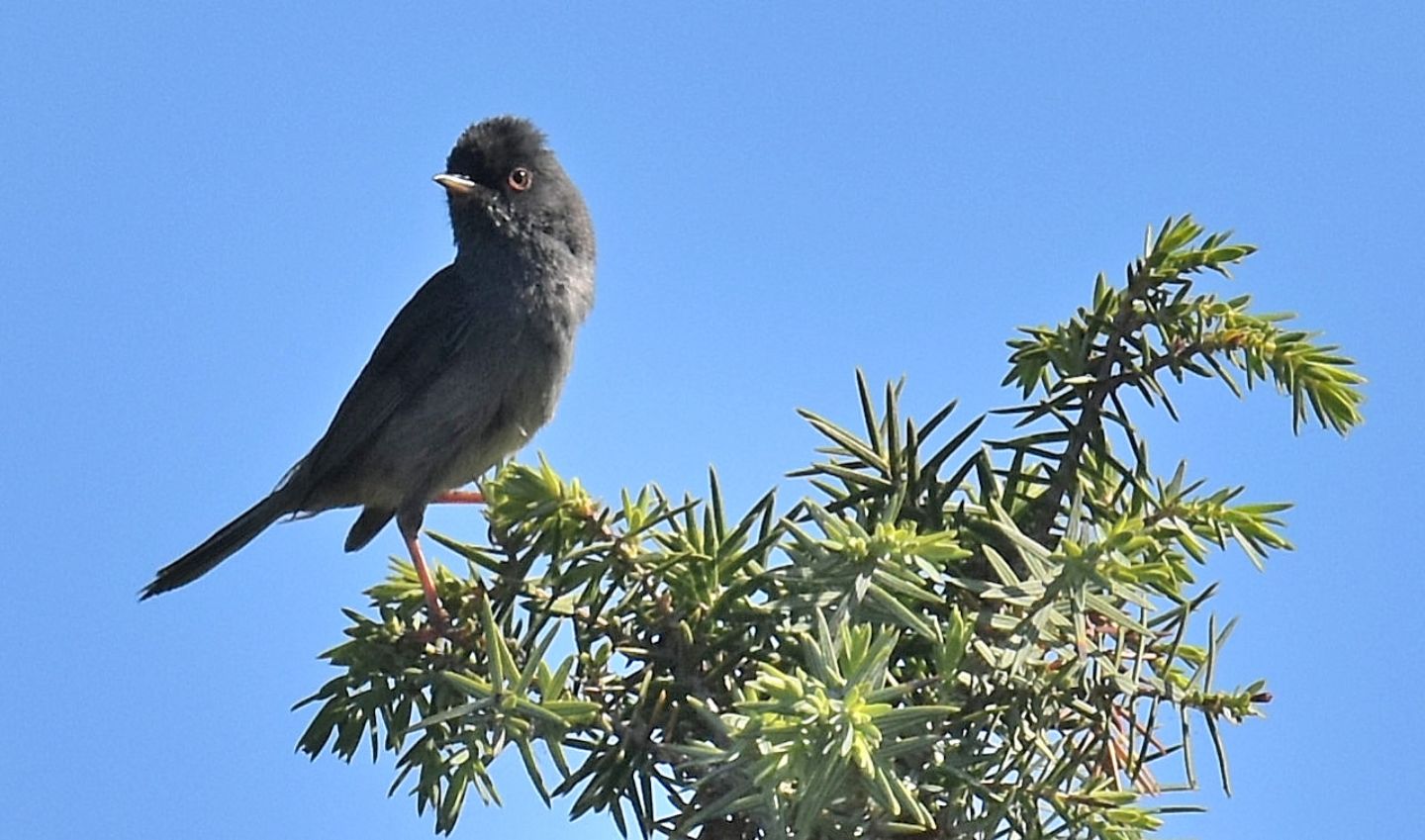 Magnanina ? S,  Magnanina sarda (Sylvia sarda)