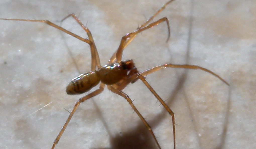 Linyphiidae