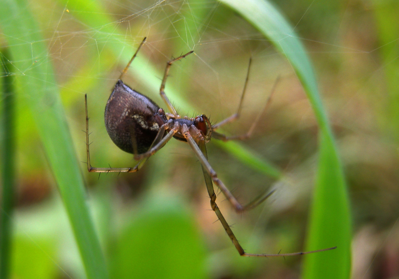 Linyphiidae