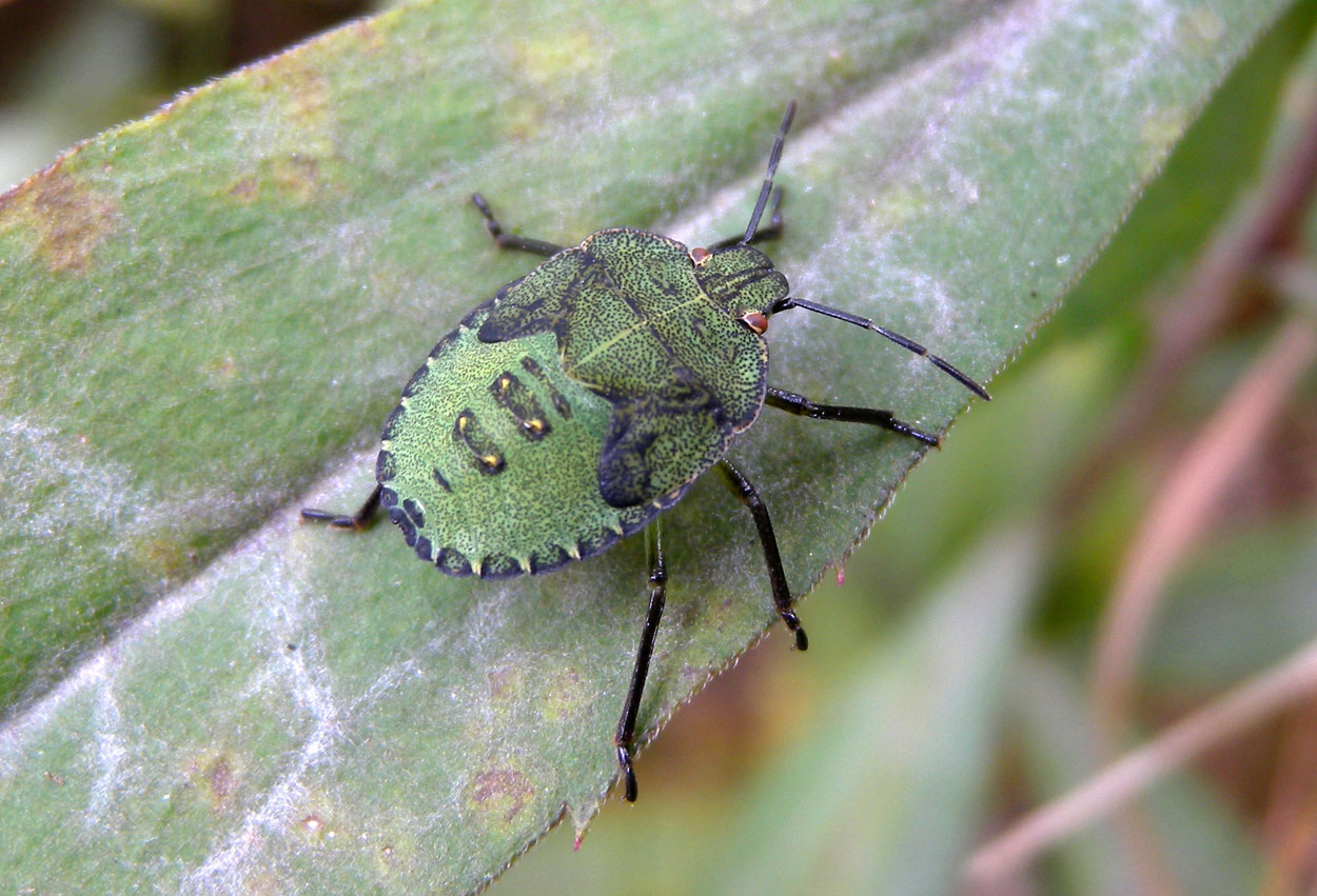 Pentatomidae: Palomena prasina (juv) del Piemonte (VB)